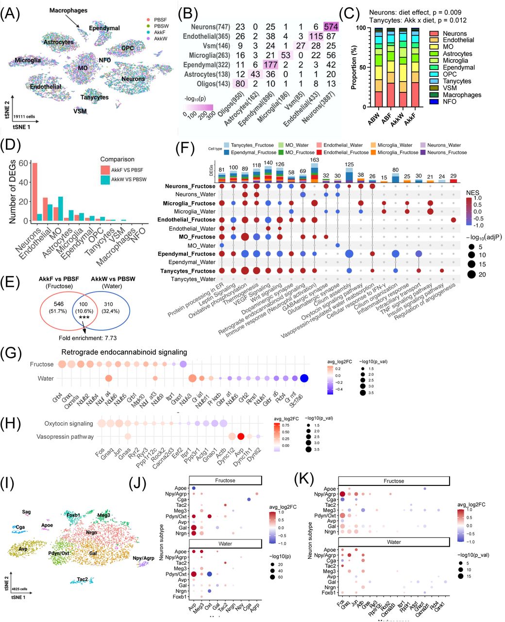 A. muciniphila alters the transcriptome profile of hypothalamic cell populations.(A) t-distributed stochastic neighbor embedding (tSNE) plot showing 11 different cell types. Colored dots represent cells from 4 different groups, PBSW, PBSF, AkkW, and AkkF. (B) Heatmap showing the overlap between marker genes of major cell clusters (rows) defined in the current scRNA-seq with hypothalamus cell type markers (column) from Romanov et al. 34. The numbers of markers for each cell type are shown in the parenthesis. The numbers of overlapping markers are shown in the heatmap cells. The statistical significance of the overlap was calculated by Fisher’s exact test and indicated by color (the darker color represents higher statistical significance). (C) Cell type proportion. (D) Numbers of DEGs (adjusted p-val < 0.05) from individual cell types affected by A. muciniphila under fructose or control diet condition. (E) Venn diagram showing the numbers of DEGs (p-val < 0.05) in neuronal cells. Significant overlap was determined by Fisher’s exact test. *** p-val < 0.001. (F) An UpSet plot showing enriched pathways across cell types under fructose and water conditions, with or without A. muciniphila supplementation. The bar plot on the top indicates the number of significantly enriched pathways unique to or shared among cell types. In the dot plot, each dot represents a pathway enriched in a given cell type and condition. The color gradient corresponds to the normalized enrichment score (NES), with red indicating upregulation and blue indicating downregulation. Dot size represents the statistical significance of enrichment (–log10 adjusted P-value). (G, H) Dot plots depicting DEGs involved in retrograde endocannabinoid signaling (G), and Oxytocin signaling pathway and vasopressin-regulated water reabsorption in neuronal cell type under fructose condition (H). (I) tSNE plot showing a total of 11 subtypes of neurons. (J, K) Dot plots showing significant expression changes of neuronal subcluster markers (J) and genes involved in oxytocin signaling (K) by A. muciniphila in fructose or water condition. Statistical significance of DEG was determined by Wilcoxon ranked sum test and poisson generalized linear model for cell types and neuronal subtypes, respectively. Sample size is n=3 independent tissues/group. DEGs were considered statistically significant at adjusted p-val < 0.05 (D) or p-val < 0.05 (E-H,J,K), with an absolute log fold change ≥ 0.1. Statistical significance of factor effects (Akk, diet, Akk x diet interaction) was determined by Two-way ANOVA (C).