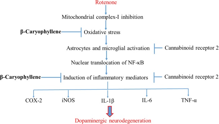 Schematic representation of the neuroprotective mechanism of action of BCP.