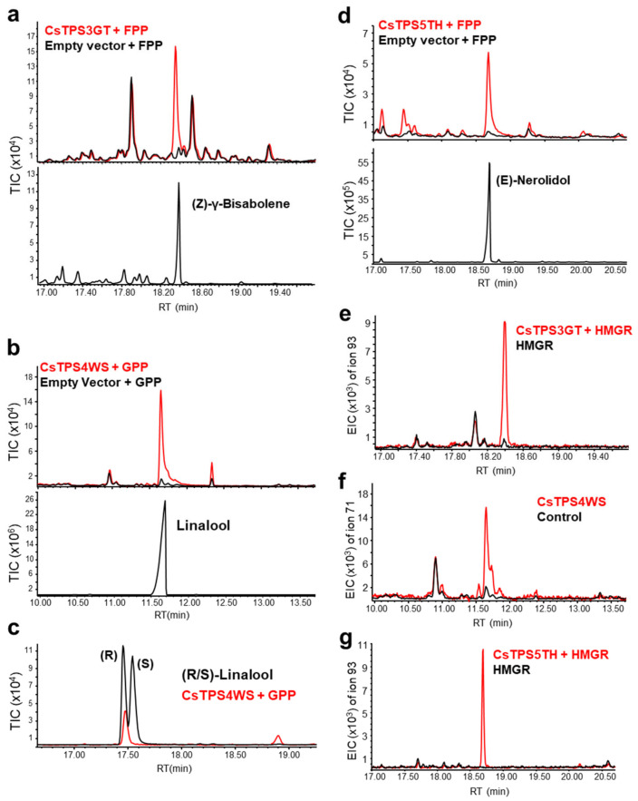 Functional characterization of CsTPSs. In vitro (a–d) and in vivo (e–g) characterization of CsTPS3GT, CsTPS4WS, and CsTPS5TH. The products were confirmed by comparison of retention times and mass spectra with those of standards (Figure S7). TIC: total ion chromatogram; EIC: extracted ion chromatogram; RT: retention time.