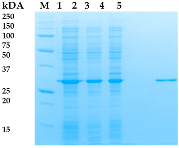 SDS-PAGE. 1—lysates of E. coli M15-pQE-70/LysAP45 cells producing recombinant LysAP45; 2—soluble cytoplasm of E. coli M15-pQE-70/LysAP45; 3—insoluble cytoplasm of E. coli M15-pQE-70/LysAP45; 4—empty well; 5—purified LysAp45 after purification using Ni-NTA chromatography. M-protein ladder Precision Plus Protein™ Standards (Bio-Rad, Hercules, CA, USA).