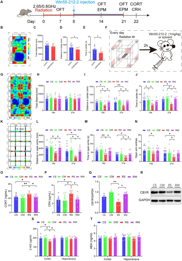 Win55-212-2, a cannabinoid receptor agonist, alleviates anxiety-like behavior and restores the content of serum hormone and endocannabinoid 2-AG levels. (A) Experimental timeline for 2.65/0.8 GHz radiation (8:00–12:00), open field (OFT, 8:00–10:00), elevated plus maze (EPM, 17:00–21:00), Win55-212-2 injection, and detection of CORT and CRH. Mice were radiated for a total of 21 days with the dual-frequency EMR and intraperitoneally injected with Win55-212-2 (1 mg/kg) or solvent from the 8th day to the 21st day. (B) Heatmap of representative trajectories and statistical analysis of OFT results on day 7 (n = 10 per group). (C) Total distance. (D) Distance in the center. (E) Time in the center. (F) Experimental timeline for Win55-212-2 daily injection. Mice were first irradiated for 4 h, with a 2 h interval, and then injected with Win55-212-2 or solvent daily from the 8th day to the 21st day. (G) Heatmap of representative trajectories and statistical analysis of OFT results on days 14 and 21 (n = 10 per group). (H) Total distance. (I) Distance in the center. (J) Time in the center. (K) Heatmap of representative trajectories and statistical analysis of EPM results on days 14 and 21 (n = 10 per group). (L) Distance in open arms. (M) Time in open arms. (N) Open arm entries. (O) Serum CORT content was significantly recovered in mice after the Win55-212-2 intervention (n = 10 per group). (P) Serum CRH content significantly recovered in mice after Win55-212-2 intervention (n = 10 per group). Statistical analysis (Q) and representative immunoblotting (R) of cortical CB1R/GAPDH after Win55-212-2 intervention (n = 4 per group). (S) Changes in 2-AG content in the cortex and hippocampus after Win55-212-2 intervention (n = 6 per group). (T) Changes in AEA content in the cortex and hippocampus after Win55-212-2 intervention (n = 6 per group). All data are expressed as means ± SEM, * p < 0.05, **p < 0.01, unpaired t-test in (C–E), one-way ANOVA in (H–J,L–T). CS: Control + solvent; CW: Control + Win55-212-2; RS: Radiation (2.65/0.8 GHz) + solvent; RW: Radiation (2.65/0.8 GHz) + Win55-212-2.