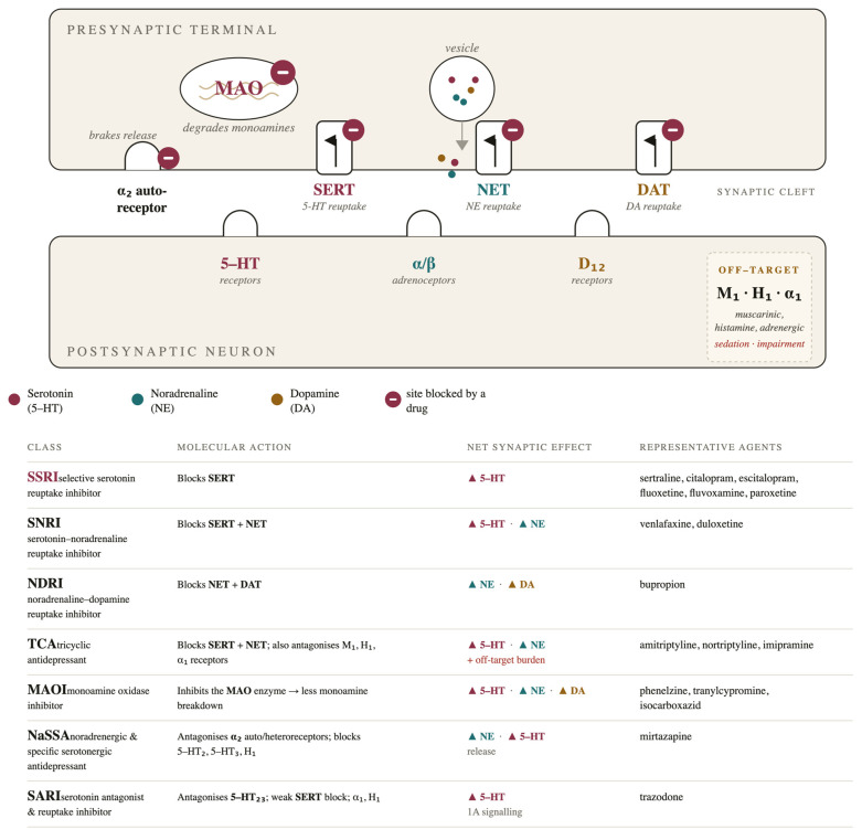 Schematic representation of the principal mechanisms of action of antidepressant classes and their effects on monoaminergic neurotransmission.