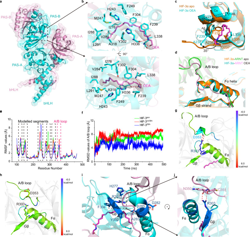 The molecular mechanism of OEA on stabilizing the HIF-3α-ARNT heterodimer.a Overall crystal structure of the HIF-3α-ARNT in complex with bound OEA. HIF-3α and ARNT are colored in cyan and pink, respectively. b An enlarged view of OEA (magenta) inside its binding pocket, with residues involved in the interaction shown as sticks. c,d Superimposition of HIF-3α-ARNT structures with and without OEA, at the entrance position of HIF-3α PAS-B domain (c) and the ARNT A/B loop (d), highlighting the conformational changes after OEA binding. HIF-3α and ARNT proteins in the apo form are colored in orange and green, respectively. e Cα RMSF plots for the ARNT subunit in each system. The highly flexible domains including modelled linkers (black) and A/B loop (magenta) are highlighted. f Cα RMSD plots for the ARNT A/B loop (residues 349-360) in each system. g,h Per-residue decomposition of relative binding energy for residues within the interface between ARNT A/B loop and HIF-3α PAS-B domain in HIF-3OEA (g) and HIF-3noOEA (h) systems, respectively. For each system, the 500-ns snapshot is shown. i,j HDX-MS results mapped on the Fα and Gβ regions of HIF-3α. The residues with significantly reduced deuteration levels upon OEA binding are colored in dark blue (−90 to −50%) as compared to the apo form (i) (detailed in Supplementary Fig. 5a), and the R303 in Gβ of HIF-3α forms hydrogen bonds with A/B loop of ARNT (j). Hydrogen bonds are shown in red dotted lines.