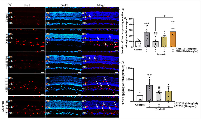 Effect of cannabinoid treatment on macrophage (microglia) activation and pro-inflammatory cytokine (TNFα) release in the diabetic retina. (A) Representative photomicrographs of Iba1 immunoreactivity (Iba1-IR). White arrows indicate reactive microglial cells. Magnification: 20×. Scalebar: 50 μm. (B) Quantification studies of Iba1-IR: Diabetes increased in a statistically significant manner the number of reactive Iba1+ cells (*** p = 0.0004 compared to Control). AM1710 reduced Iba1+ activation (## p = 0.0010 compared to diabetic untreated, p > 0.05 compared to Control), while SR141716 had no statistically significant effect (p > 0.05 compared to diabetic untreated, p > 0.05 compared to Control, p > 0.05 compared to AM1710). Dual treatment with AM1710 + SR141716 had no effect on the number of reactive Iba1+ cells (p > 0.05 compared to diabetic untreated, ** p = 0.0047 compared to Control, + p = 0.0106 compared to AM1710, p > 0.05 compared to SR141716). (C) Quantitative analysis of TNFα levels Diabetes-induced upregulation in TNFα levels in the diabetic retinas (** p = 0.0055 compared to Control). AM1710 attenuated this diabetes effect (# p = 0.0290 compared to diabetic untreated, p > 0.05 compared to Control). No statistically significant effect on TNFα levels was observed by the SR141716 (p > 0.05 compared to diabetic untreated, p > 0.05 compared to Control). Data are expressed as mean ± S.D and presented in a form that combines a bar diagram and scatter dot plot, with every dot representing a different value. One-way ANOVA was employed for the statistical analysis of all data, followed by Tukey’s multiple comparison test. Differences were considered statistically significant when p < 0.05.