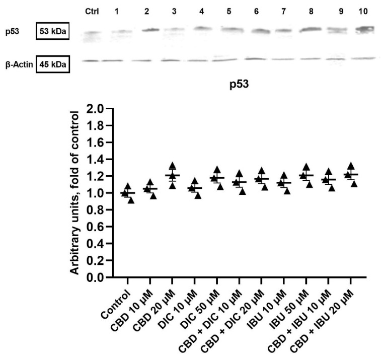 The effect of CBD and its combinations with DIC and IBU on the level of p53 protein in A431 cells. Representative Western blots are presented above the graph. The numerical code follows the order of compounds presented in charts, i.e., Ctrl—Control, 1—CBD 10 µM, 2—CBD 20 µM, 3—DIC 10, 4 DIC—50 µM, 5—CBD + DIC 10 µM, 6—CBC + DIC 20 µM, 7—IBU 10 µM, 8—IBU 50 µM, 9—CBD + IBU 10 µM, 10—CBD + IBU 20 µM. The values (mean ± SEM) were calculated as a relative change in the protein level compared to control cells from three separate experiments. Original scans of blots are shown in Supplementary Materials Figure S1.