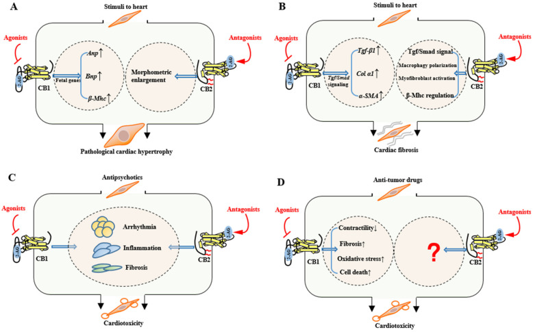 Summary of the functional differences between cannabinoid CB1 and CB2 receptors in pathological cardiac hypertrophy (A), cardiac fibrosis (B), antipsychotic cardiotoxicity (C), and anti-tumor drug cardiotoxicity (D). The 2-AG is depicted as a representative endogenous ligand of cannabinoid receptors. ↓ indicates inhibition and ↑ indicates promotion.