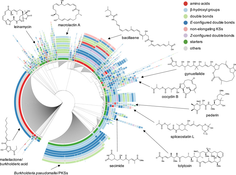 Dendrogram representation of conserved PKS motifs across all 1782 trans-AT PKSs analyzed in this study.Colors represent classes of KS clades that correlate with polyketide motifs. Selected polyketides are shown that are either associated with PKSs characterized in this study or belong to large PKS families. An interactive representation of the dendrogram can be accessed here: https://itol.embl.de/tree/474115015487031585082885#.