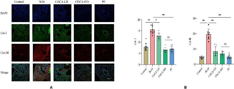 Expression of Col-Ⅰ and Col-Ⅲ proteins in lung tissues of mice in each group (×40).A. Immunofluorescence analysis showed that green fluorescence corresponds to Collagen Type I (Col-I) and red fluorescence to Collagen Type III (Col-III). The BLM group had higher Col-I and Col-III fluorescence intensity in lung tissues than the Control group, indicating increased expression. In contrast, the COCA LD and COCA HD groups showed lower fluorescence and reduced collagen expression compared to the BLM group. B. Quantitative results confirmed that Col-I and Col-III levels were significantly higher in the BLM group (P < 0.001). COCA and pirfenidone treatment significantly reduced these levels (P < 0.01), with no significant difference between the COCA and PF groups (P > 0.05).