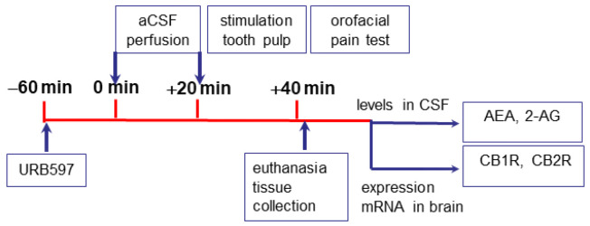 Experimental design. Description in the text.