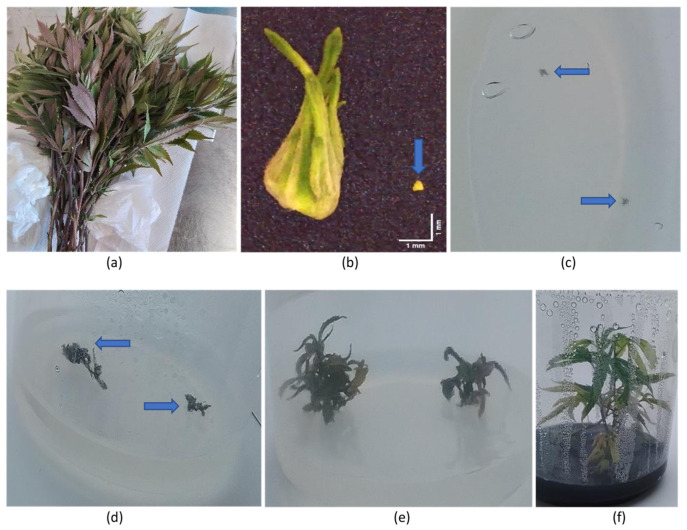 Meristem tip culture for recovery of HLVd-free explants. (a) Cuttings taken from the middle branches of a two-month-old HLVd-infected mother plant. (b) An excised shoot tip (left) and meristem excision of 0.4 mm size (bottom right, arrow) with two or less leaf primordia from the shoot tip. Scale bar = 1 mm. (c) First subculture (three-week growth) of meristematic explants (arrows) on tissue culture medium. (d) Second subculture (six-week growth) of meristem explants (arrows); the first HLVd test was conducted during this subculture. (e) Fourth subculture (12-week growth) of meristem explants. (f) Eighth subculture (24-week growth) of meristem explants. Results from testing for presence/absence of HLVd in these tissue-cultured plants are presented in Table 3.