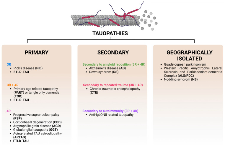 Classification of tauopathies. Tauopathies are divided into primary, secondary, or geographically isolated. Depending on the TAU isoform composing the intracellular inclusions, tauopathies can also be classified as 3R, 4R, and 3R + 4R tauopathies. Frontotemporal lobar degeneration–TAU (FTLD-TAU).