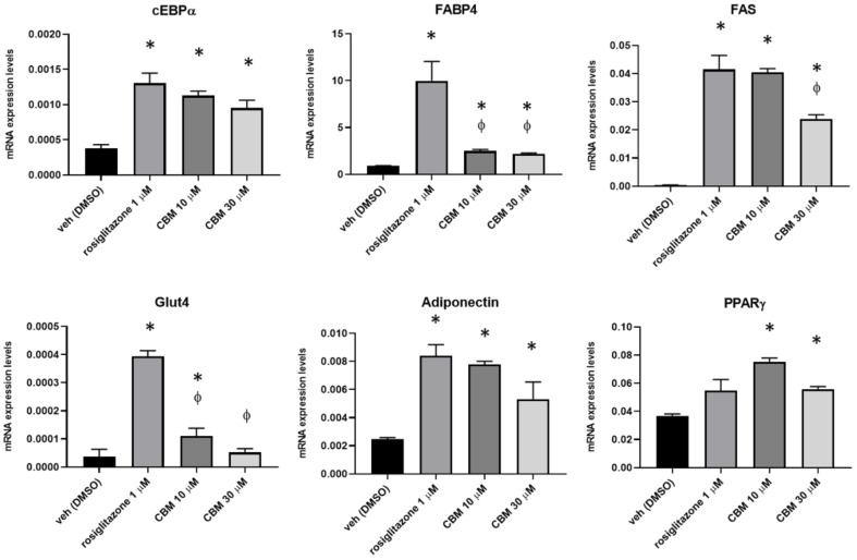 Effect of rosiglitazone and CBM in differentiating 3T3-L1 cells. Transcript levels of CCAAT/enhancer binding protein alpha (C/EBPα), fatty acid- binding protein 4 (FABP4), glucose transporter 4 (GLUT4), fatty acid synthase (FAS), adiponectin, and PPARγ in murine 3T3-L1 cells exposed to differentiation media (DM) in the presence of vehicle (dimethyl sulfoxide (DMSO)), rosiglitazone 1 µM, or CBM 10 and 30 µM. The quantification of transcripts was performed by qPCR. Data represent the mean ± SEM of four independent determinations. Data are expressed as 2−^Δct relative to S16, as described in Section 4. Datasets were compared with one-way ANOVA followed by Tukey’s test. Differences were considered statistically significant when p ≤ 0.05. The asterisk * denotes a p-value ≤ 0.05 vs. vehicle group; the symbol ϕ denotes p ≤ 0.05 vs. vehicle group vs. CBM 5 µM.