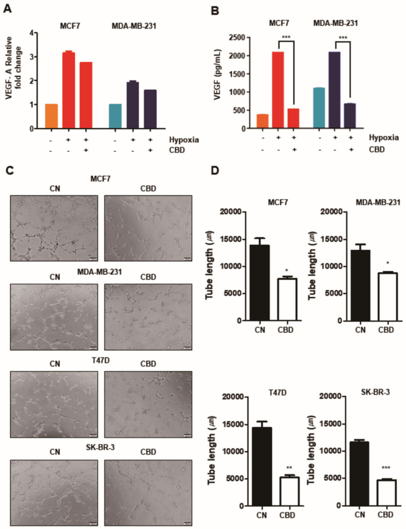 CBD inhibits angiogenic potential in breast cancer cell lines. (A) MCF7 and MDA-MB-231 cells were treated with CBD (2 μM) in hypoxia. The total mRNA level of VEGF was analyzed by performing qRT-PCR. (B) The amount of secreted VEGF protein in MCF7 and MDA-MB-231 cells was analyzed by ELISA Kit. ***, p < 0.001 (C) The angiogenic potential was determined by HUVEC tube-formation assay. Conditioned media was collected from the breast cancer cell lines in hypoxia. Early-passage HUVECs were grown on matrigel-coated 48-well plates with conditioned media for 6 h. Capillary tube formation in each well was captured using a light microscope. (D) Total tube length was quantified using the ImageJ program. *, **, and *** indicate p < 0.05, p < 0.01, and p < 0.001 CBD; cannabidiol, CN; control.