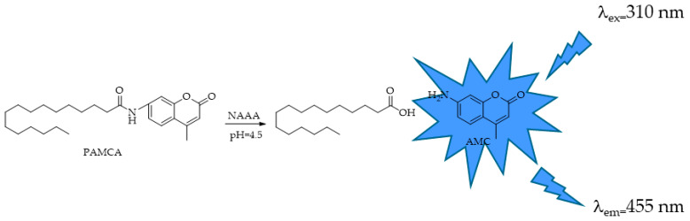 NAAA-responsive fluorescent probe N-(4-methyl coumarin) palmitamide (PAMCA).