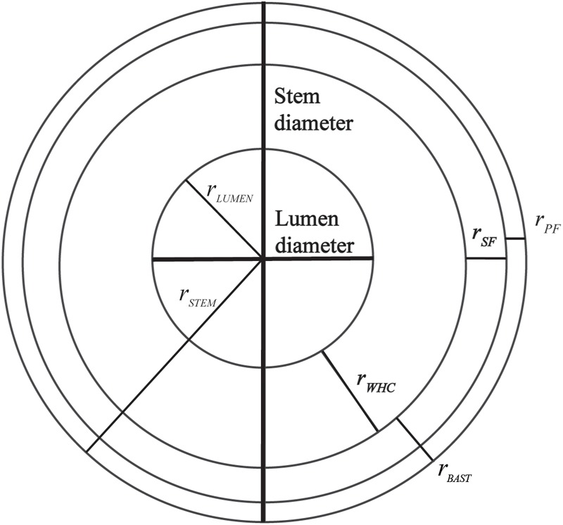 Radius of the different parts of the stem that were used to determine the areas and ratios of different stem structures.