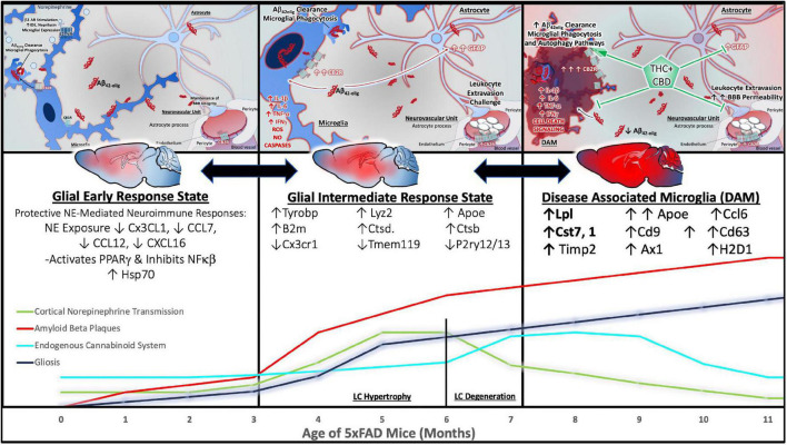 Inflammatory progression in 5xFAD AD mouse model and beneficial effects of cannabinoids. The time course of neuropathology and inflammation in the 5xFAD model of AD LC-NE modulation of inflammation, LC degeneration, and the development of degeneration-associated microglial (DAM) phenotypes that have been defined by single-cell RNA polymerase experiments. 5xFAD mice develop cerebral amyloid plaques and gliosis by 2 months, exhibit reduced synaptic markers, neuronal loss and memory impairment by 4 months, and continue to accumulate extra- and intraneuronal Aβ42 between 12 and 16 months of age. While intact, the LC-NE system is neuroprotective. NE mediates an increase in protein expression of the 70 kilodalton heat shock protein 70 (hsp70), and a reduction of nitric oxide synthase (NOS). By 3 months, 5xFAD mice show a significant increase in CB2r (Panel 1, left). By 5 months there is significant evidence of LC damage and inflammation. At 6 months, studies have demonstrated a shift in microglia phenotype from a homeostatic or early response state to an intermediate response state, and this transition is defined by the upregulation of AD-associated genes (B2m,Ctsd,Ctsb, Fth1, Tyrobp and apoe) and concurrent downregulation of the homeostatic CxCL1, P2ry12/P2ry13, and Tmem119 genes (Panel 2, center). 5xFAD mice show intrinsically decreased CB1r, decreased MAGL, increased DAGL and increased CB2r expression at 11 months. Studies evaluating microglial phenotypes in 5xFAD mice at 8 months show a distinct, TREM-2 dependent transition to the late response state known as DAM. The DAM phenotype is characterized by an increase in AD associated genes such as Lpl, apoe, and the TREM2-Tyrobp signaling complex. Importantly, a recent study demonstrates that in the 5xFAD model, CBD could improve the behavioral and cognitive function of AD mice by modulating the expression of IL-5 (Khodadadi et al., 2021). Other mechanisms of CBD + THC mediated protection include the reduction of inflammatory cytokines, promoting autophagy and microglial phagocytosis of amyloid plaques and maintaining blood brain barrier integrity by preventing leukocyte extravasion (Panel 3, right).
