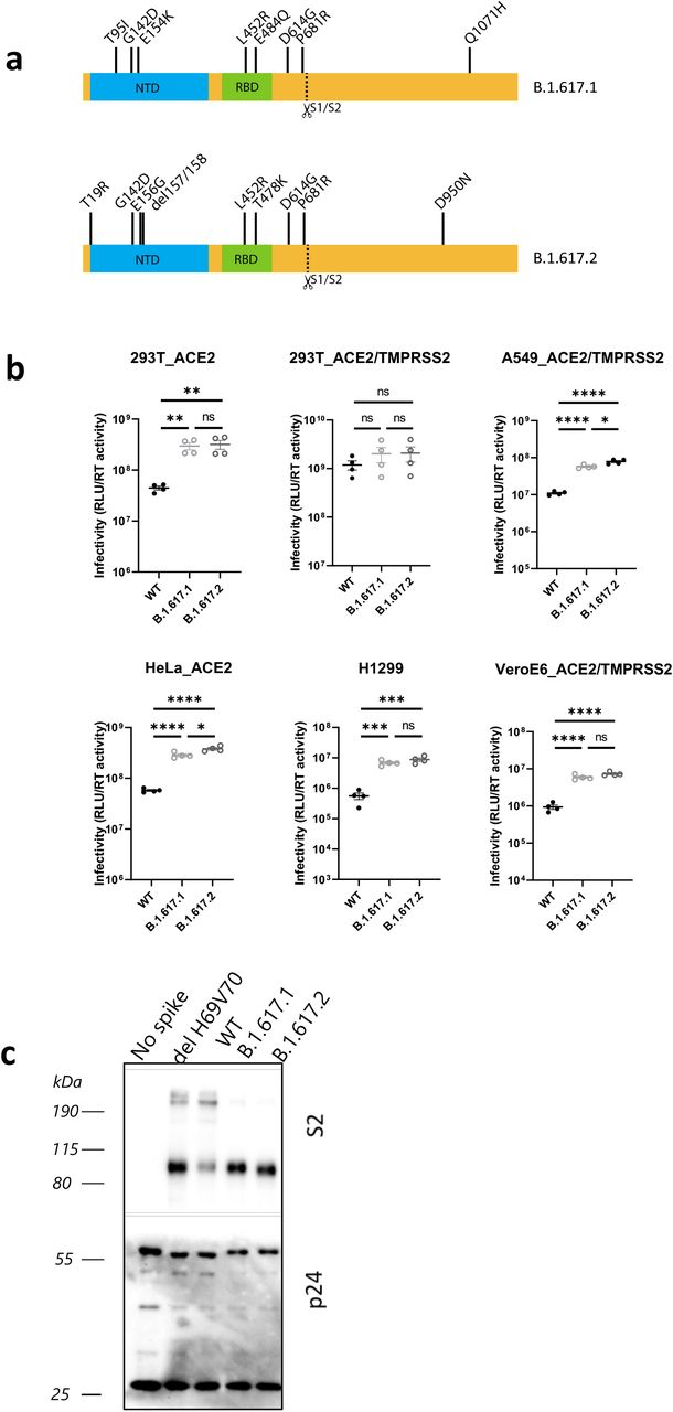 B.1.617.2 spike confers increased cell entry.a. diagram showing mutations present in spike plasmids used for cell entry PV experiments b. Single round infectivity on different cell targets by spike B.1.617.1 and B.1.617.1 versus WT (Wuhan-1 D614G) PV produced in 293T cells. Data are representative of three independent experiments. Statistics were performed using unpaired Student t test. c. Western blotting of supernatants from transfected 293T probing for S2 and p24 in PV and showing no spike control.
