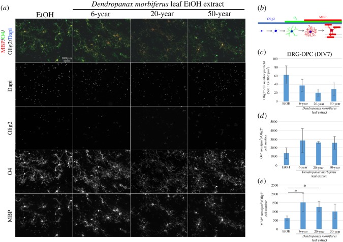 Dendropanax morbiferus leaf extract enhanced the OL differentiation in the late stage of OL development in the myelinating cultures. (a) For in vitro cocultures, OPCs were seeded on dorsal root ganglion neuronal cultures (DIV 0) and incubated with the medium containing control or DM leaf extract of the indicated ages. Fresh medium was added every two days. On DIV 7, cocultures were incubated with O4-containing medium and subsequently fixed for further staining with antibodies to MBP, Olig2 and Dapi. (b) OL developmental markers used in the analysis are indicated. Antibodies to Olig2 (blue), O4 (green) and MBP (red) stain OL-lineage cells from precursor, immature and mature stages, respectively. Image analyses were performed in the following aspects: (c) Olig2-positive cell number per field, (d) O4-positive area per an OL-lineage cell and (e) MBP-positive area per an OL-lineage cell. There were no significant changes in the early stage of the OL development by DM leaf treatment (c,d). However, DM leaf of 6- and 20-year-old but not 50-year-old significantly increased MBP-positive area per cell at DIV 7 (e). Bars represent mean ± s.e.m. *p < 0.05; n = 3 experiments, Student's t-test. Scale bar, 100 µm.