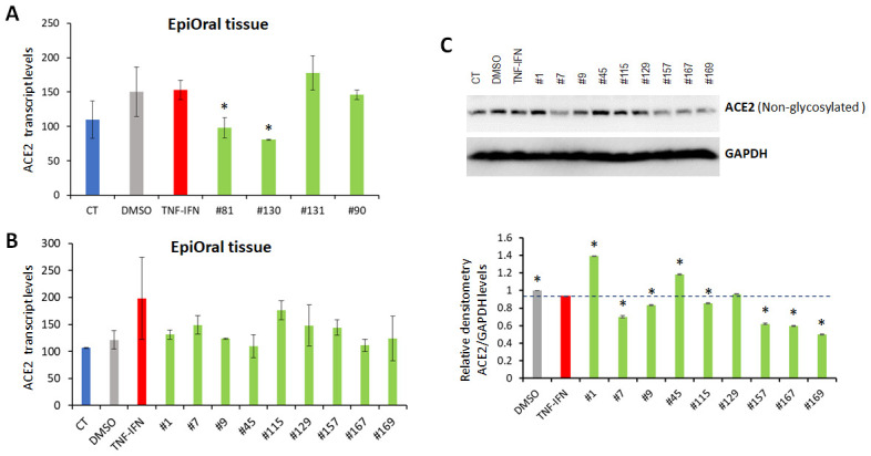 Effects of novel C. sativa extracts on the levels of ACE2 in the EpiOral tissue models upon induction of inflammation by treatment with TNFα/IFNγ. (A, B) Total RNA was isolated from 3D EpiOral tissues and subjected to RNA-Seq analysis as described in the “Methods”. The levels of ACE2 gene expression is presented as an average (with SD) from two samples. * - Statistically significant, ANOVA-like analysis and pair-wise comparison, as per Materials and Methods. (C) Two tissue samples were used per treatment group. Whole lysates prepared from EpiOral tissues were subjected to Western blotting using antibody against ACE2 as described in the “Methods”. The relative densitometry is presented as an average (with SD) from three technical repeat measurements. * - p<0.05, Student’s t-test.