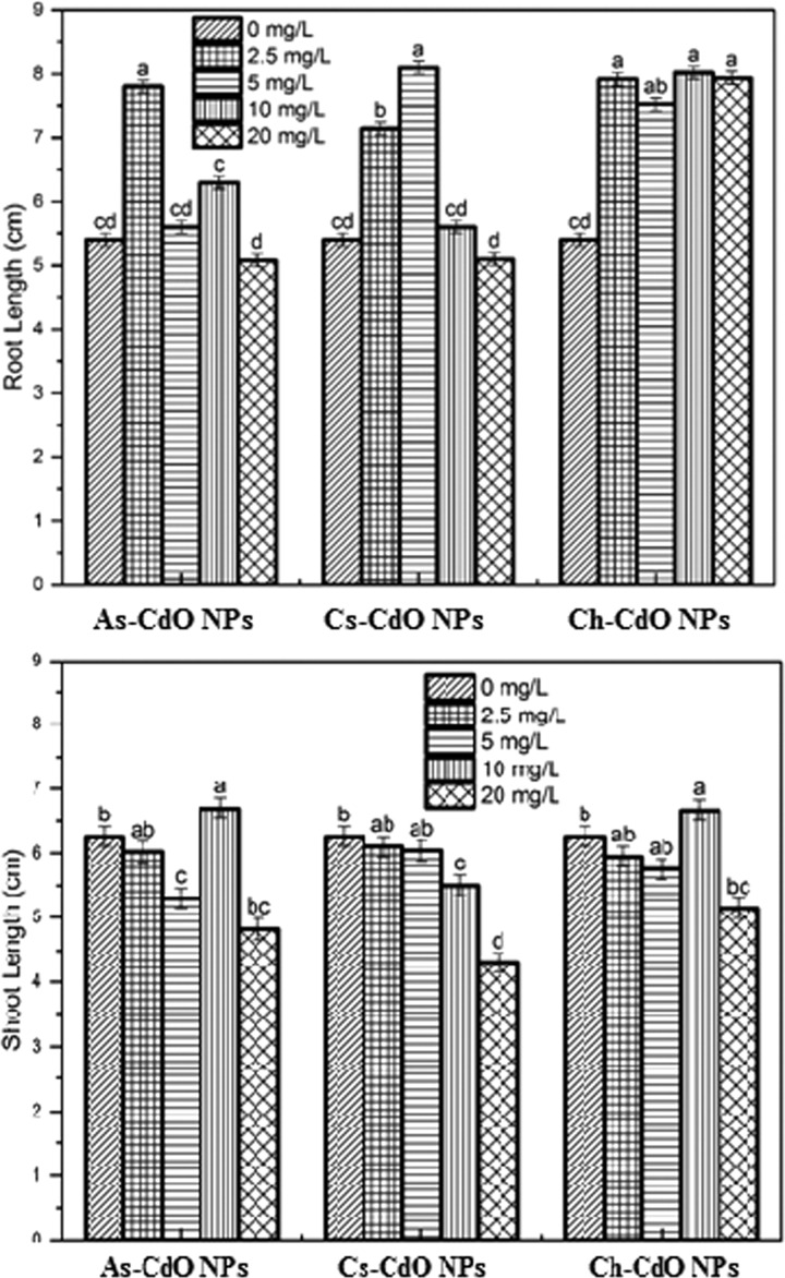 Morphological response ofD. viscosa grown in the presence of chemically and green-synthesized CdO nanoparticles. The NPs showed varied toxicity on shoot length and root length depending upon the type and concentration of NPs. The similar small letters shown on bars show nonsignificant difference at p < 0.05.
