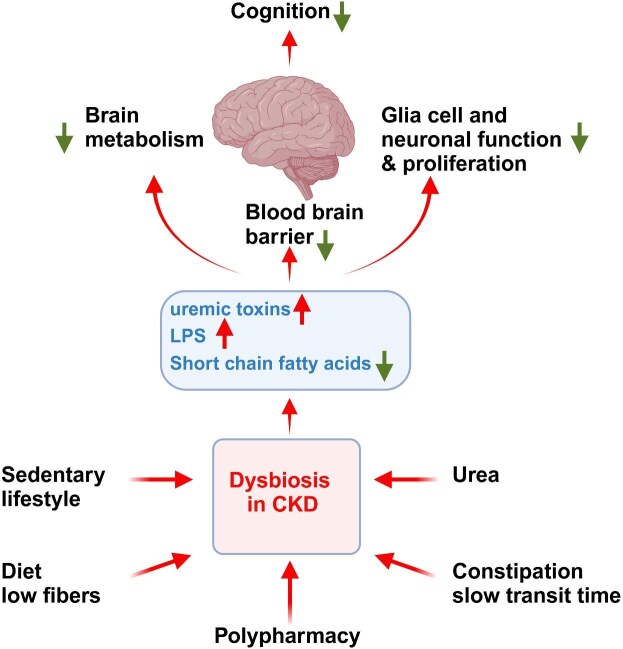 Factors causing intestinal dysbiosis in patients with CKD and the impact of dysbiosis on brain functions. Red arrows negative impact, green arrows positive factors reduced by dysbiosis-induced factors.