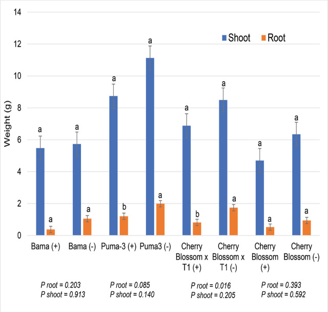 Hemp plant dry weights (g) for RKN inoculated (+) and uninoculated (−) plants with two CBD and two Chinese fiber hemp cultivars. Factor levels not connected by the same letter are significantly different according to Tukey’s HSD with P ≤ 0.05 (Trial 3).