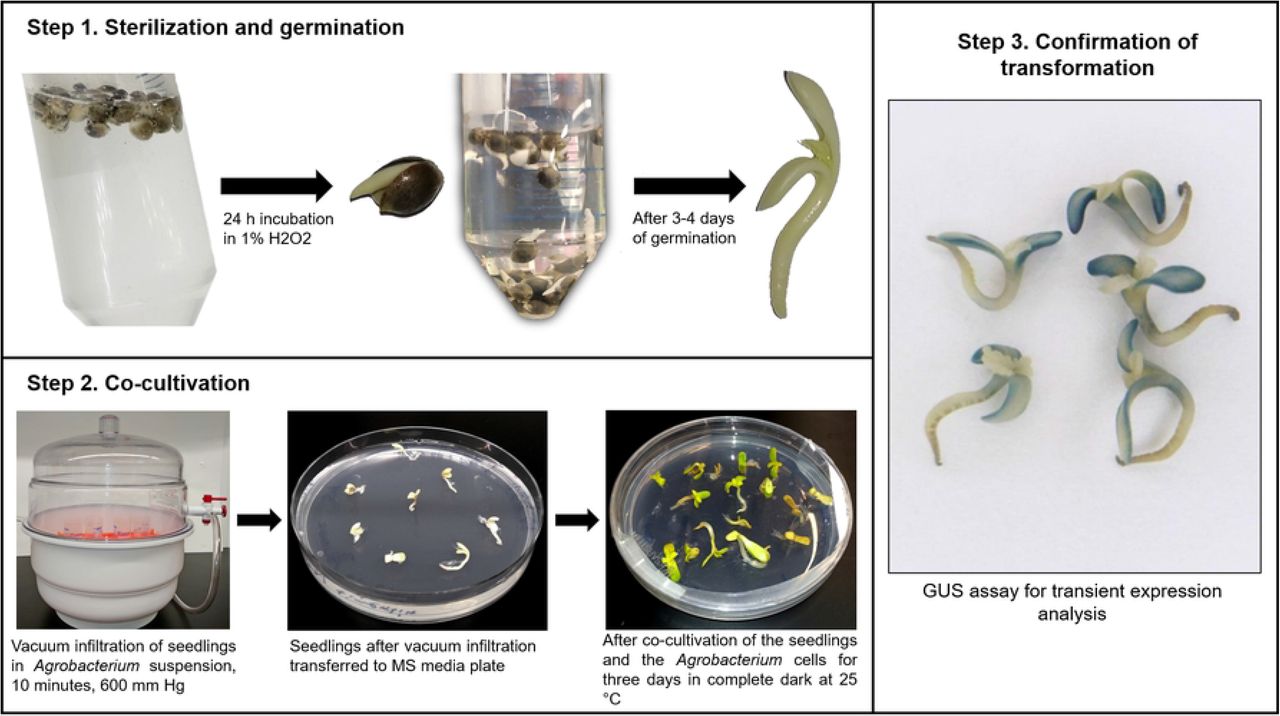 Workflow for Agrobacterium-mediated transient transformation of cannabis seedlings.Step 1. Sterilization and germination, seeds are soaked in 1% H2O2 solution for 24 hours until germination and then transferred into fresh solution. Seeds are then incubated in 1% H2O2 until both cotyledons and epicotyl are visible. Step 2. Co-cultivation, vacuum applied to seedlings submerged in Agrobacterium cell suspension, seedlings are then transferred to MS media plates and incubated for three days in complete dark at 25°C. Step 3. Confirmation of transformation, histochemical GUS assay using transformed seedlings.