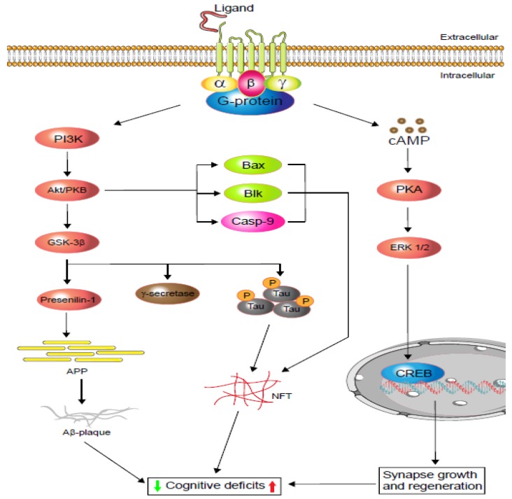 Schematic display of G-protein-coupled receptors (GPCRs) signalling in cognitive impairment. Depending on the agonist or inverse agonist ligand binding, the PI3/Akt-signalling pathway signals Bax and Casp-9 while increasing neurofibrillary tangle (NFT) formation via phosphorylation. PI3/Akt-signalling hyperphosphorylation also activates glycogen synthase kinase-3β (GSK-3β), which increases either or both tau protein phosphorylation and amyloid precursor protein (APP). Phosphorylated tau protein forms neurofibrillary tangles (NFTs) and regulates cognitive function. Similarly, APP metabolism regulates Aβ-plaque formation and controls cognition. Moreover, neuronal and dendritic plasticity is required for synaptic growth, regeneration, and memory formation, and it depends on extracellular signal-regulated kinase (ERK ½) modulation. Depending on the ligands, GPCRs activate cAMP-response element-binding protein (CREB) via the cAMP/ERK ½ pathway and regulate cognition (based on [20,21]).