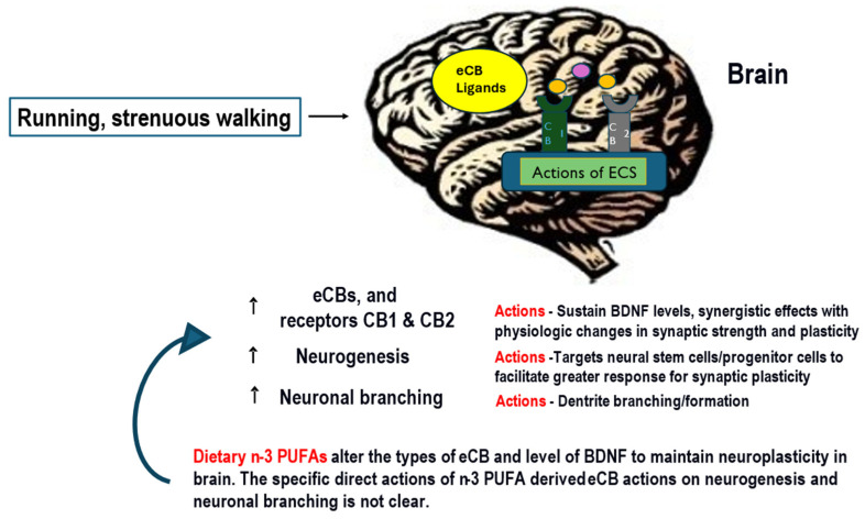 Exercise actions on the brain stimulate neurogenesis, neuroplasticity, higher brain expressions of BDNF, and levels of eCB in the brain and blood. Several types of exercise are known to increase eCB in the brain, and some increase BDNF. Exercise increases plasticity and neurogenesis and supports physiological changes that benefit the brain and improve well-being. The eCB are likely candidate exerkines based on their actions during exercise that includes increased metabolic flux of glycolysis and the TCA cycle. Exercise at a moderate level increases eCB. Dietary PUFA is the substrate for eCB synthesis. Increasing the dietary n-3 PUFA can lower arachidonic acid and the substrate for the synthesis of the arachidonic acid-derived eCB AEA and 1,2-AG. The eCB influences food intake and macronutrient metabolism (see text and references [33,34,35]). In the brain, eCB supports neuroplasticity. Abbreviations = polyunsaturated fatty acids = PUFA, eicosapentaenoic acid = EPA, docosahexaenoic acid = DHA, docosahexaenoyl ethanolamide = DHEA, eicosapentaenoyl ethanolamide = EPEA.