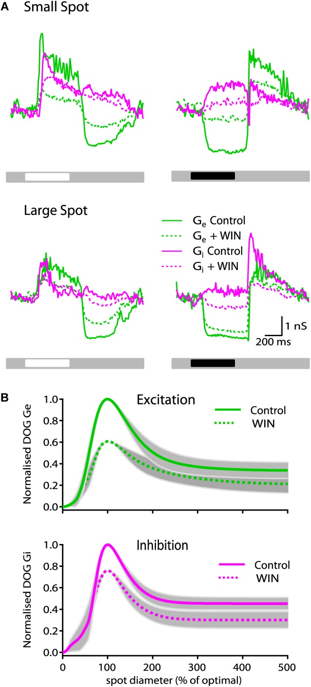 WIN55212-2 reduces the strength of synaptic conductances in ON-S RGCs. (A) Representative ON-S cell showing the excitatory (Gexc) and inhibitory (Ginh) conductance in response to small (266 μm) bright (top left) and dark (top right) spot stimuli. Addition of WIN55212-2 (5 μM) reduced both the Gexc (57%) and the Ginh (17%) response to the light stimulus. Bottom traces show responses of the same cell to large (1275 μm) bright (left) and dark (right) stimuli. (B) Top plot illustrates the receptive field profile of Gexc represented by the mean DoG curve fits for all cells. Addition of WIN55212-2 (10 μM) reduced the peak response by 39 ± 15% and the surround inhibition by 9% (SI: 61 ± 6 to 52 ± 7%, p < 0.05, n = 5). Bottom plot shows that addition of WIN55212-2 (5 μM) reduced the peak Ginh response by 23 ± 17% (p < 0.05, n = 5) and the surround inhibition by 2% (SI: 52 ± 5 to 50 ± 9, n = 5).