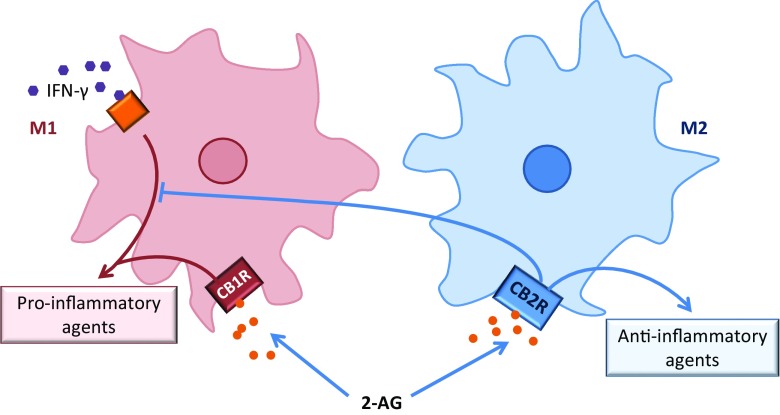 Differential binding of 2-AG to CBRs on microglia elicits differential immunomodulatory effects, dependent on the state of microglial activation. Binding of CB2R on M2 state microglia is associated with increased concentrations of anti-inflammatory agents. CB2R-2AG binding inhibits IFN-γ-induced microglial cell expression of proinflammatory agents. 2-AG binding to CB1R in M1-activated state microglia, results in increased pro-inflammatory mediators