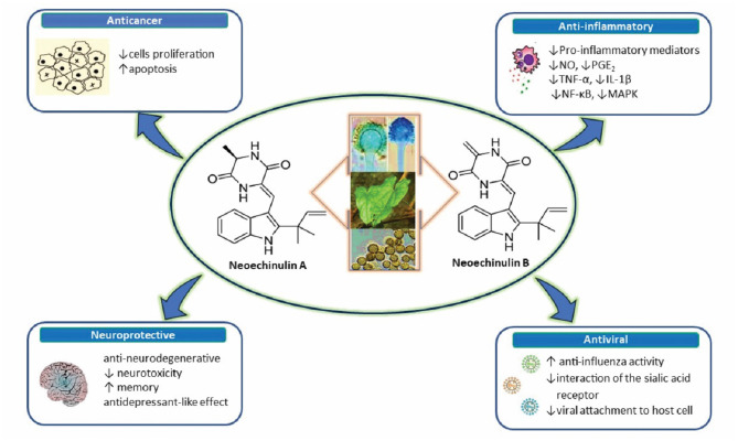 A diagram with the relevant pharmacological properties of the most important neoechinulins and their potential mechanism of actions. NO, nitric oxide; PGE, prostaglandin E2; TNF-α, tumour necrosis alfa; IL-1β, interleukin-1β; NF-Kβ, Nuclear factor-κβ; MAPK, mitogen-activated protein kinase.