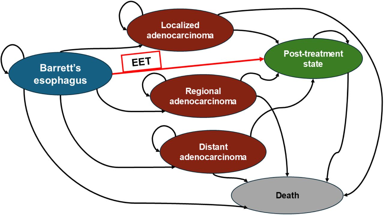 State-transition diagram for Barrett’s esophagus progression. The model does not simulate transitions between cancer stages; instead, each cancer stage is modeled as an independent incident state. Arrows represent conceptual pathways of disease progression, treatment with EET, and mortality. EET, endoscopic eradication therapy.