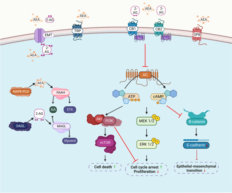 The endocannabinoid system signaling cascade. Arachidonoylethanolamine (AEA) and 2-arachidonoylglycerol (2-AG) are biosynthesized by N-acylphosphatidylethanolamine phospholipase D (NAPE-PLD) and diacylglycerol lipase (DAGL), respectively. Fatty acid amide hydrolase (FAAH) and MAGL are the metabolizing enzymes that degrade AEA to produce arachidonic acid (AA) and ethanolamine (ETA), and 2-AG to AA and glycerol. AEA and 2-AG are transported in and out of a cell through the putative endocannabinoid membrane transporters (EMTs). AEA and 2-AG bind to G protein-coupled receptors (GRPs), such as cannabinoid receptors 1 (CB1) and 2 (CB2), at varying affinities and to a lesser extent with the orphan GPR and transient receptor potential (TRP) channels. The endocannabinoid system (ECS) mainly targets the protein kinase A (PKA) signaling cascade via inhibition of adenylyl cyclase (AC)-cyclic adenosine monophosphate (AMP) that has direct inhibitory effects on β-catenin which affects epithelial-mesenchymal transition. Activation of the mitogen-activated protein kinase signaling cascades, such as extracellular signal-regulated kinase ½ (ERK ½), protein kinase B or Akt, phosphatidylinositol-3-kinase (PI3K), mitogen-activated protein kinase (MEK1/2), and mammalian target of rapamycin (mTOR), is involved in cellular processes such as autophagy, apoptosis, cell cycle, and proliferation