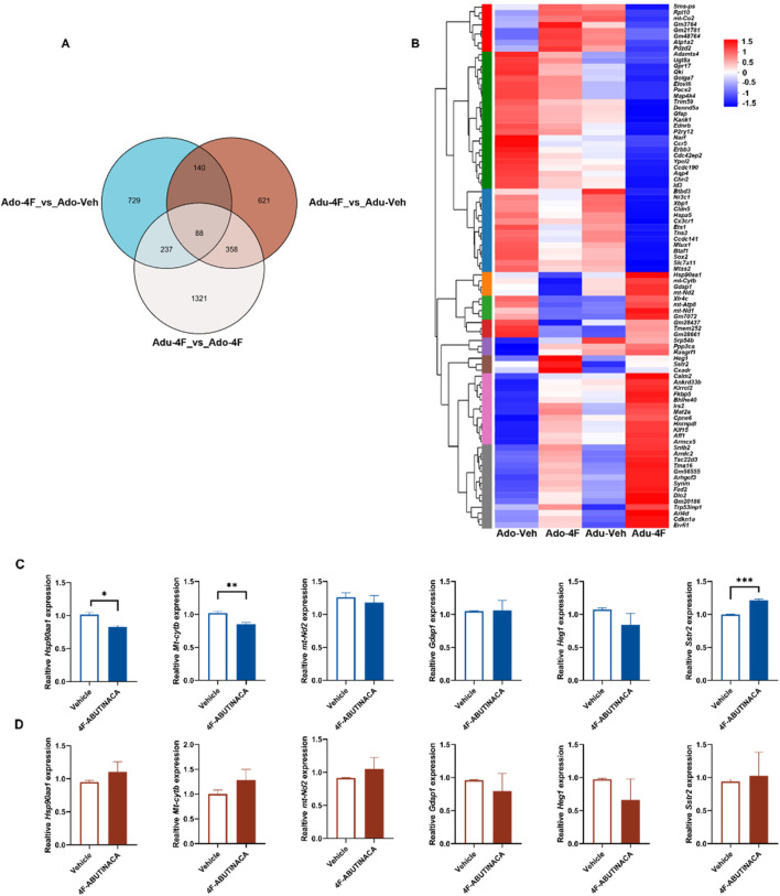 Panel A shows a Venn diagram comparing gene expression across three conditions: Ado-4F vs. Ado-Veh, Adu-4F vs. Adu-Veh, and Adu-4F vs. Ado-4F. Each circle represents shared and unique gene sets. Panel B is a heatmap displaying the hierarchical clustering of genes with a color gradient from red to blue indicating changes in expression levels. Panels C and D present bar graphs showing relative expression of specific genes under different treatment conditions, with statistical significance denoted by asterisks.