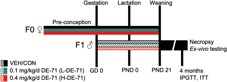Diagram depicting the dosing and testing paradigm used for perinatal exposure to DE-71. Direct exposure of dams to DE-71 (F0♀, solid shading), began ~4 weeks pre-conception and continued daily through ~3 weeks of gestation and 3 weeks of lactation until pup weaning at PND 21. Indirect exposure to DE-71 in male offspring (F1♂, hatched shading) occurred during the prenatal (GD 0- 20) and postnatal periods (PND0-PND21) via lactation. Offspring received 39 days of DE-71 exposure during the prenatal period except on PND 0 and 1. Metabolic endpoints (fasting glycemia, GTT, ITT) were examined in Cohort 1 offspring at ~4 months of age. Another cohort (Cohort 2) of animals was raised for ex vivo analyses. At necropsy (~4 mo of age) Cohort 2 body and organ weights were recorded and blood and organ tissues collected for further analysis: plasma hormones, UPLC/MS/MS detection of endocannabinoids, adrenal epinephrine and liver GDH enzymatic activity. GD, gestational day; PND, postnatal day; GDH, glutamate dehydrogenase.