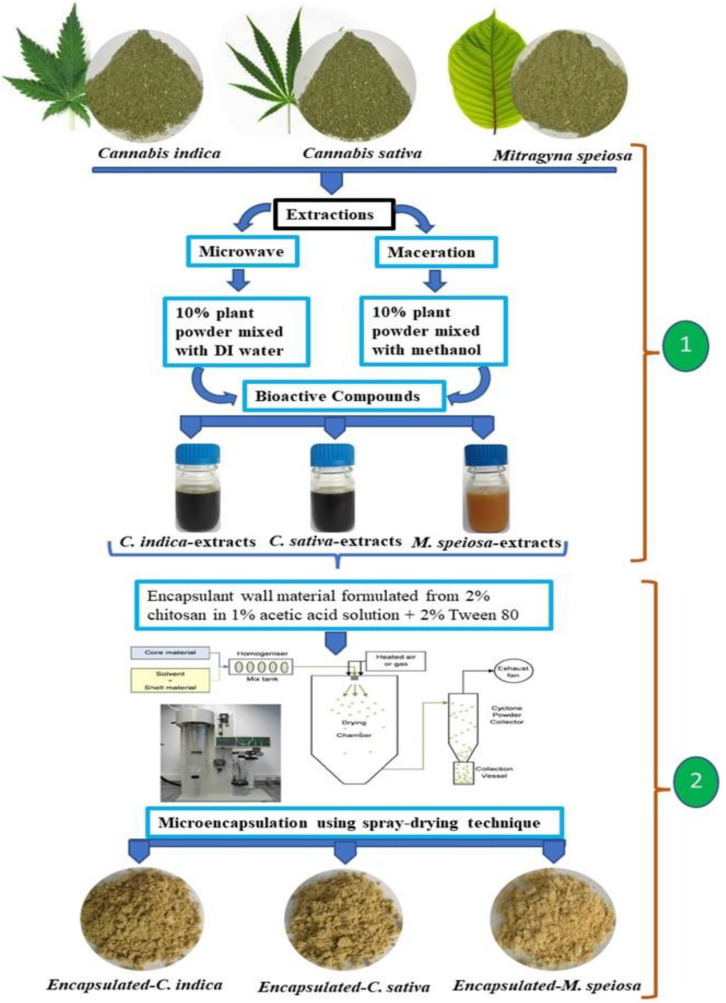 Procedure for bioactive compound extraction (1) and the microencapsulation formulation processing steps (2).