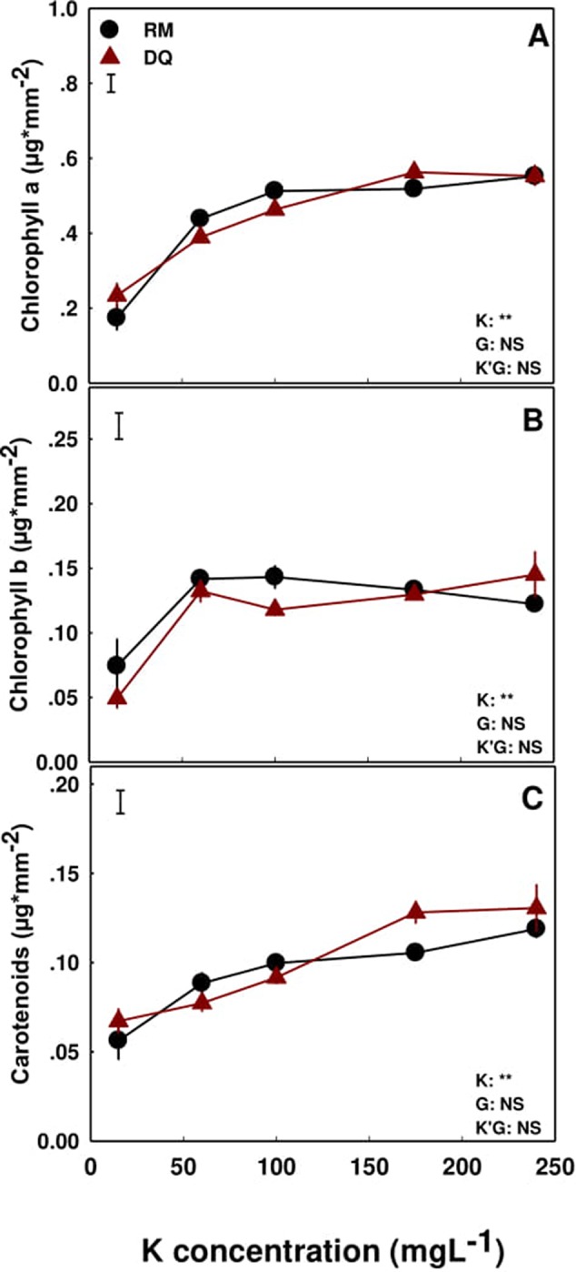 Effect of K application on the concentration of photosynthetic pigments in two medical cannabis cultivars, RM and DQ. Chlorophyll a (A), chlorophyll b (B), and carotenoids (C). Presented data are averages ± SE (n = 5). Results of two-way ANOVA indicated as **P < 0.05, F-test; NS, not significant P > 0.05, F-test. The bars represent the LSD between means at P ≤ 0.05. In the ANOVA results K’G represents the interaction between K and genotype.