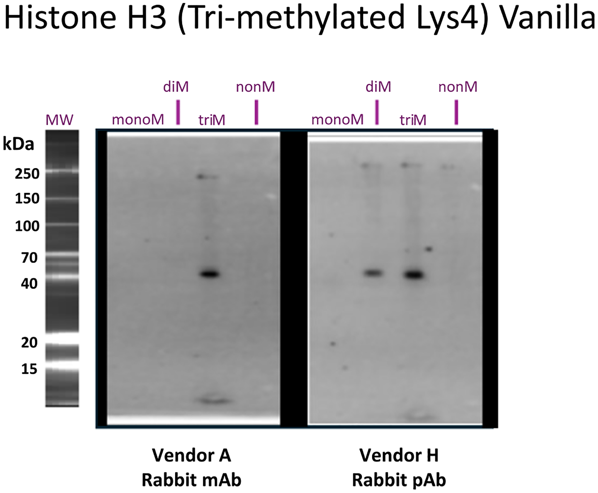 Testing Abs with MILKSHAKE using high throughput Hyperblot instrument. MILKSHAKE proteins conjugated to the Histone H3 (Lys4) peptide were probed with Abs which bind the tri-methyl Lys4 variant. The Ab from Vendor A binds to the tri-methyl MILKSHAKE protein as expected while Vendor H’s Ab also binds to the di-methyl MILKSHAKE protein. These Hyperblot system data show similar results to those from traditional western blot using MILKSHAKE protein (Fig. 2A).