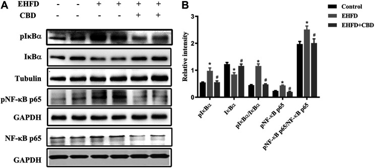 CBD treatment inhibited NF-κB pathway activation induced by the EHFD diet. Mice were fed ethanol plus high-fat high-cholesterol diet for 8 weeks with or without CBD treatment. Control mice were fed a standard chow diet. Western blot analyses of pIκBα, IκBα, pNF-κB p65, and NF-κB p65 (A). Quantification of expressions of IκBα, pIκBα, and pNF-κB p65 (B). Values represent mean ± SEM (n = 6–8/group). *p < 0.05 vs the control group; #p < 0.05 vs the EHFD group.