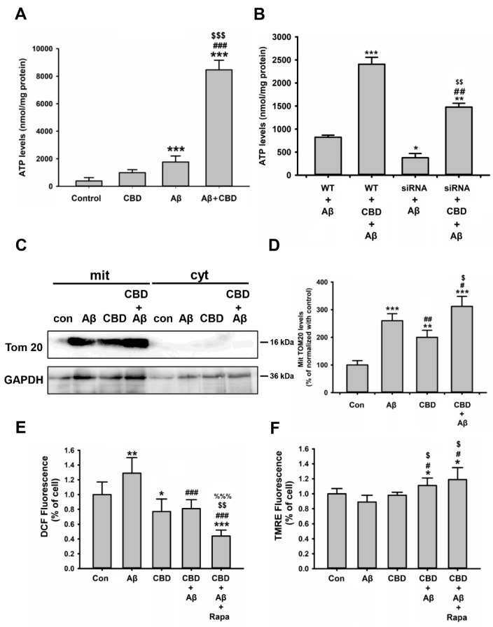 CBD improved energy metabolism via mitochondrial functions in microglia cells. (A) Total ATP production in BV2 microglia under different conditions as indicated. Aβ (1 μg/mL) and/or CBD (5 μM) were added to the cells for 24 h prior to measurement (n = 6 from three independent experiments). The data are represented as the mean ± SEM. * p < 0.05 and *** p < 0.001 are compared with the controls by Tukey’s test; ### p < 0.001 means CBD + Aβ and CBD by Student’s t-test; $$ p < 0.01 and $$$ p < 0.001 is CBD with or without Aβ by Student’s t-test. (B) Total ATP production in WT and TRPV2 knockdown microglia cells treated with or without CBD for 24 h (n = 6 from three independent experiments). * p < 0.05, ** p < 0.01, and *** p < 0.001 compared with the controls by Tukey’s test; ## p < 0.01 is between Aβ and CBD + Aβ by Student’s t-test; $$ p < 0.01 is between Aβ and CBD + Aβ upon siRNA by Student’s t-test. (C) BV2 microglial cells were analyzed for Tom 20 expression in mit (mitochondria) and cyt (cytoplasm) by performing immunoblot analysis under different conditions as indicated using the mitochondrial extraction kit. (D) Band densitometry quantification of TRPV2 was normalized to GAPDH (n = 4 per group). ** p < 0.01 and *** p < 0.001 are compared with control by Tukey’s test; # p < 0.05 and ## p < 0.01 are compared with Aβ by Tukey’s test; $ p < 0.05 is between Aβ and CBD + Aβ by Student’s t-test. (E) ROS production and (F) MMP of BV2 microglial cells under different conditions as indicated. After 1 h of treatment with Rapa (rapamycin, 10 μM), Aβ and/or CBD were added to the cells for 24 h prior to measurement (n = 12 from three independent experiments). The fluorescence intensities of DCF and TMRE were quantified and expressed as a percentage relative to the controls. The data are represented as the mean ± SEM. * p < 0.05, ** p < 0.01, and *** p < 0.001 are compared with the controls by Tukey’s test; ### p < 0.001 are compared with Aβ by Tukey’s test; $$ p < 0.01 is CBD with or without Aβ and Rapa by Student’s t-test; %%% p < 0.001 is Aβ with or without CBD and Rapa by Student’s t-test.