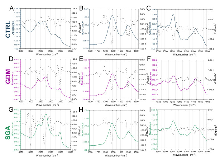 Vibrational analysis. Mean infrared spectra of control (CTRL, blue lines), gestational diabetes mellitus (GDM, purple lines), and small-for-gestational-age (SGA, green lines) samples. Spectra are displayed in absorbance (colored continuous lines) and second derivative modes (black dotted lines) in the 3050–2800 cm−1 (A,D,G), 1800–1480 cm−1 (B,E,H), and 1350–1000 cm−1 (C,F,I) intervals.