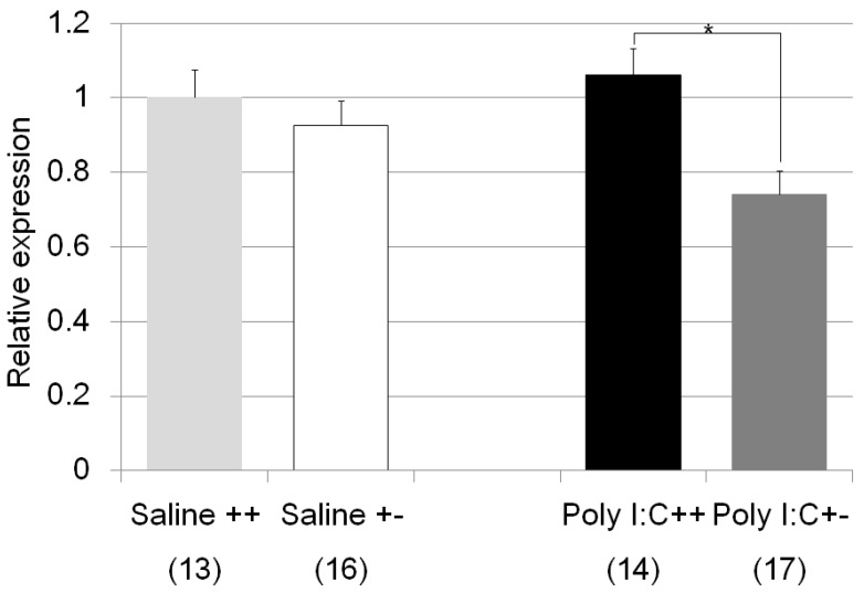 Analysis of the Nr3c1 gene expression in the hippocampus of Cnr2 KO mice treated with Poly I:C. The vertical axis shows the relative Nr3c1 expression level after Poly I:C treatment for each genotype group (in comparison to saline treated wild type mice). Light gray bar indicates the wild type saline treated mice, white bar represents the heterozygote saline treated mice, black bar represents the wild type Poly I:C treated mice, and dark gray bar represents the heterozygote Poly I:C treated mice. Number of subjects in each group is shown in parenthesis. * Significant difference between the genotypes when the mice were treated with Poly I:C (p = 0.007).