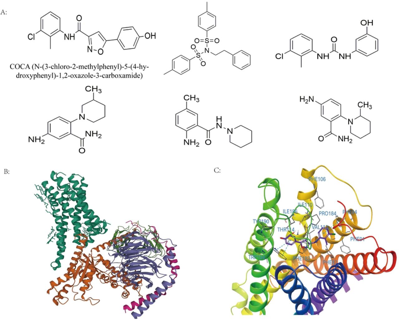 Results of AI Virtual Screening. A. Chemical structures of the top six candidate compounds identified from high-throughput virtual screening using AlphaFold 3 with CB2R receptor structures. Among these, COCA (N-(3-chloro-2-methylphenyl)-5-(4-hydroxyphenyl)-1,2-oxazole-3-carboxamide) exhibited the most favorable predicted binding affinity and was selected for further analysis. B. The three-dimensional structure of the CB2 receptor (CB2R), highlighting the orthosteric ligand-binding pocket as the primary target site for docking. C. Predicted binding pose of COCA within the orthosteric site of CB2R, as determined through molecular docking. COCA is shown embedded in the binding cavity, forming multiple stabilizing interactions with surrounding amino acid residues. Key contacts include π–π stacking interactions with PHE94 and TRP194, and hydrophobic interactions involving PHE87, PHE91, ILE110, VAL113, THR111, PHE106, PHE183, PRO184, ILE186, and TYR190. The docking score of -6.772 kcal/mol indicates a high predicted affinity, supporting COCA’s potential as a lead compound for further pharmacological evaluation.