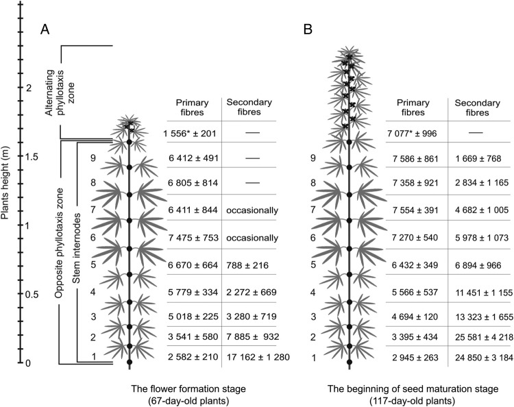Scheme of plant sample collection and number of primary and secondary phloem fibres in the cross-sections of hemp stems in various internodes in (A) 67-day-old and (B) 117-day-old plants. To the left, stem height (m) and 1 to 9—number of a stem internode. In the upper part of the stem with alternating phyllotaxis, fibres were counted at a distance 10 mm from the SAM for 67-day-old plants, which corresponds to the middle of the upper part of 117-day-old plants. *Significant difference determined by Student's t-test (P < 0.05) in number of primary phloem fibres in 67- and 117-day-old plants. Other than in the top part of the stem there are no statistically significant changes in primary phloem fibre numbers in any stem internode through the 50-day interval. Thus, the intrusive elongation of the primary phloem fibre is completed within the top part of growing hemp stem.