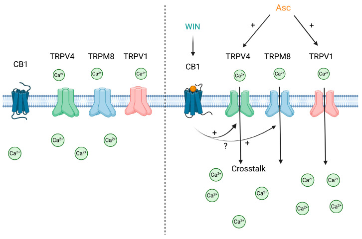 Schematic summary of Asc- and WIN-induced Ca2+ signaling in HCEC-12 cells. The left panel illustrates TRPV4 (green), TRPM8 (blue), and TRPV1 (red) channels in their inactive states at the cell membrane. In this scenario, the cell is in RLS, the channels remain closed, and no Ca2+ influx is observed. The CB1 receptor (dark blue) is also shown in its inactive state, as no ligand is bound. The right panel depicts the same channels following the treatment with Asc in RLS. TRPV4 and TRPV1 are activated, resulting in a significant Ca2+ influx. Simultaneous treatment with WIN leads to CB activation, which induces interactions with TRPV4 and TRPM8. This CB–TRPs interaction enhances TRP channel activation, resulting in additive effects compared to the treatment with WIN or Asc alone. The precise mechanism underlying the crosstalk between CB and TRPs remains unknown. Green circles indicate Ca2+ ions, straight black arrows indicate Ca2+ influx, black arrows with plus signs indicate activation or enhancement, curved arrows indicate potential crosstalk, and the question mark indicates mechanistic uncertainty.