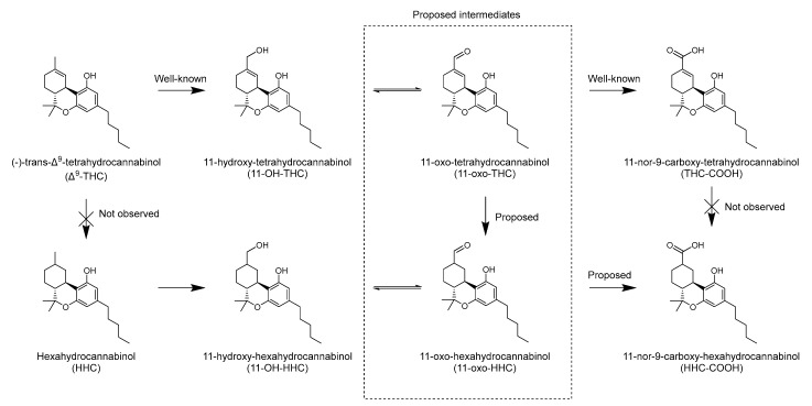 Proposed metabolic pathway for production of 11-hydroxy-hexahydrocannabinol and 11-nor-9-carboxy-hexahydrocannabinol from Δ9-tetrahydrocannabinol in humans.
