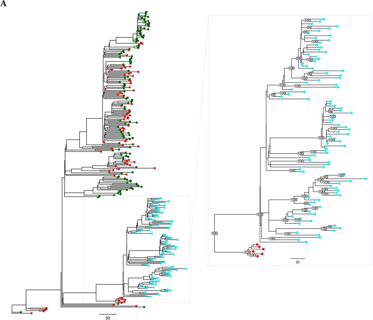 Outgroup-rooted maximum likelihood phylogeny of the acquired region of the ST239 genomes, and the most closely related non-ST239-like isolates from BIGSI analysis. Distances are shown in in SNPs/Mb. ST239 isolates are in cyan, ST30 isolates in red and other STs are in green. The zoom panel contains the ST239 clade and the most closely related non-ST239 isolates, with bootstrap support values above 95 shown for branches. 2B. Outgroup-rooted maximum likelihood phylogeny of the backbone region of the ST239 genomes, and the most closely related non-ST239-like isolates from BIGSI analysis. Distances are shown in in SNPs/Mb. ST239 isolates are in cyan and ST8 isolates are in blue. The zoom panel contains the ST239 clade and the most closely related non-ST239 isolates, with bootstrap support values above 95 shown for branches.