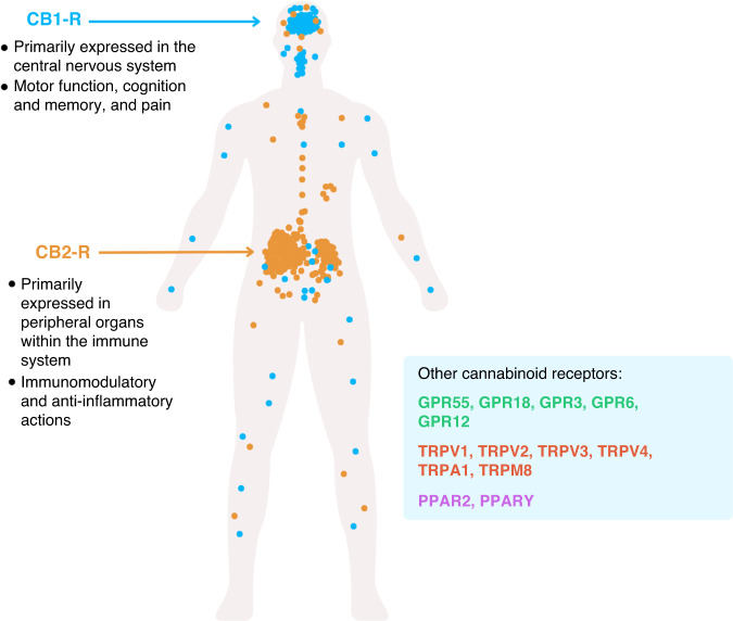 Simplified scheme representing the expression pattern of the main cannabinoid receptors, CNR1 and CNR2.In addition to CNR1 and CNR2, including GPCRs (GPR18, GPR55, GPR3, GPR6, and GPR12), the receptor potential (TRP) channels (TRPV1, TRPV2, TRPV3, TRPV4, TRPA1 and TRPM8) and peroxisome proliferator-activated receptors (PPAR2 and PPARγ).