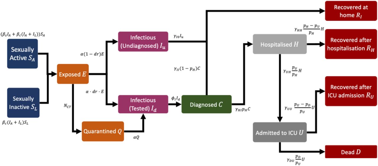 Model schematic. IA = IuA + (1 − ciso)(IdA + CA) and IL = IuL + (1 − ciso)(IdL + CL) refer to the effective infectious sexually active and inactive subpopulation, respectively, where ciso is the reduced capability of disease spreading due to quarantine or isolation and equals 1 in the absence of them. NCT is the number of traced close contacts, whose value depends on contact tracing capacity, number of newly diagnosed cases and existing exposed population. See Table S1 for more details for these parameters.